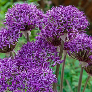 Alliums