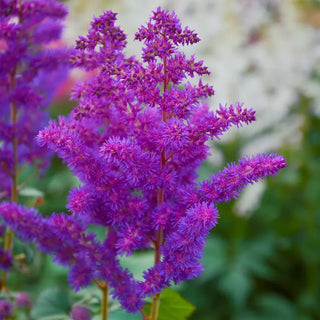 Astilbe