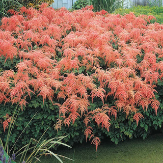 Astilbe
