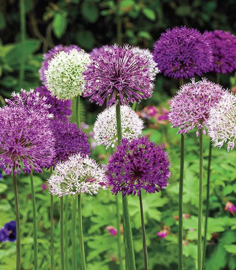 Alliums