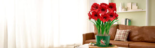 Amaryllis