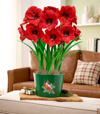 Amaryllis
