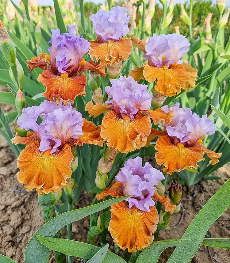 Bearded Iris