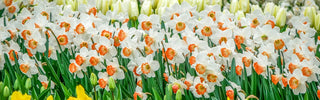 Daffodils