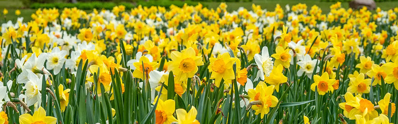 Daffodils