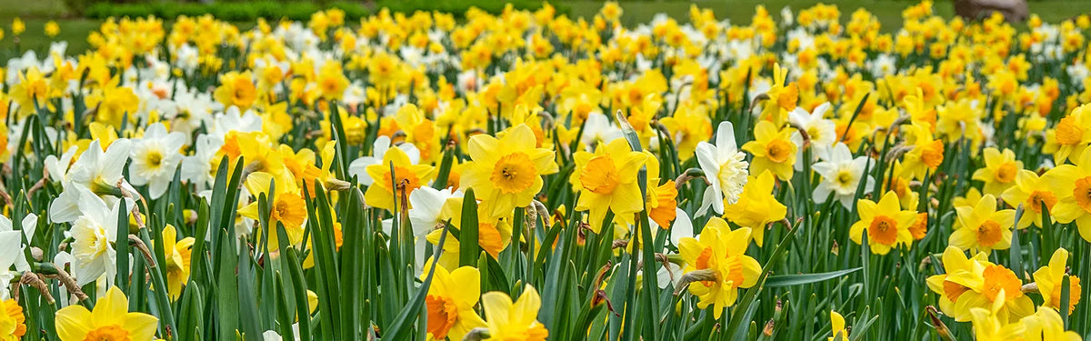 Daffodils
