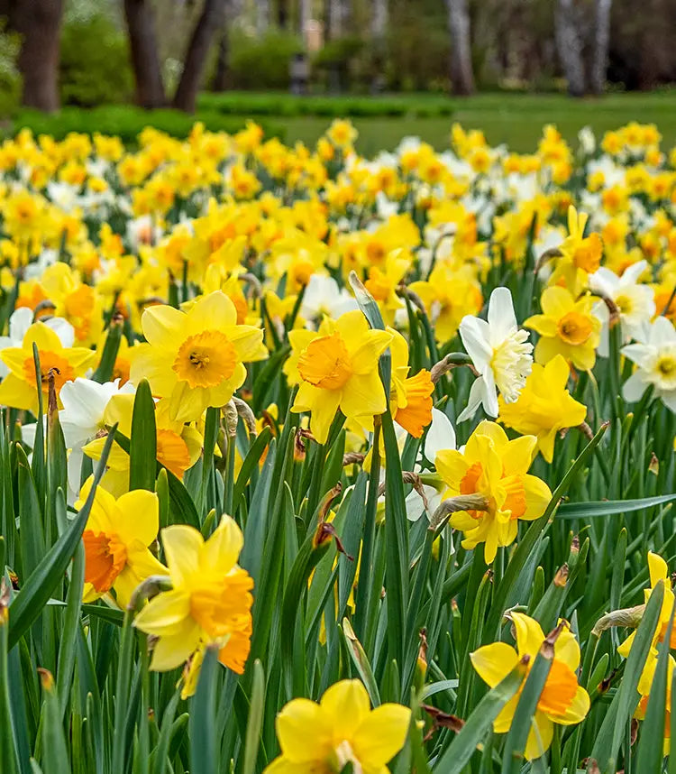 Daffodils