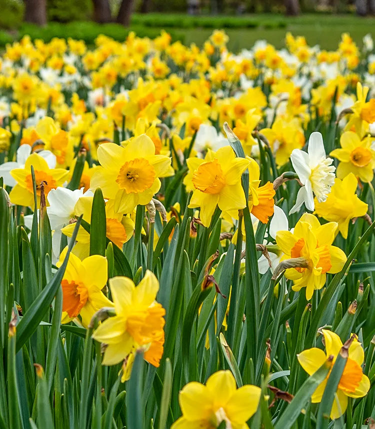 Daffodils