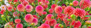 Dahlias
