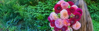 Dahlias