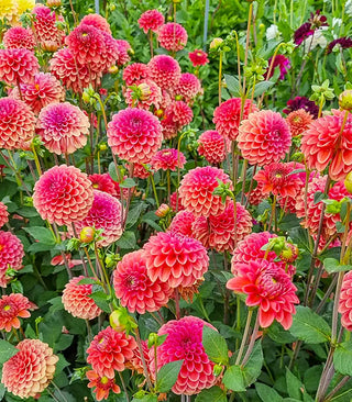 Dahlias