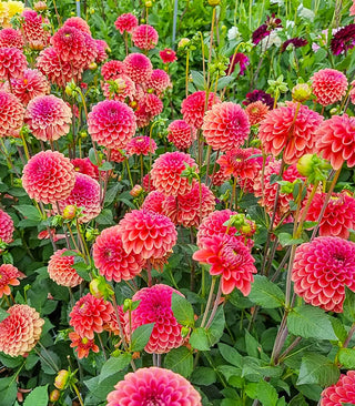 Dahlias