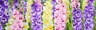 Gladiolus