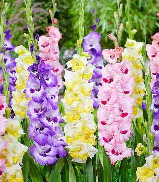 Gladiolus