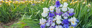 Irises