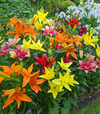 Spring-Planted Bulbs