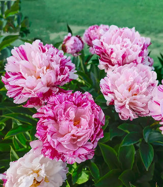 Peonies