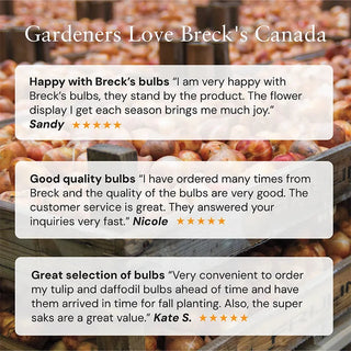 Maxima Lutea Crown Imperial