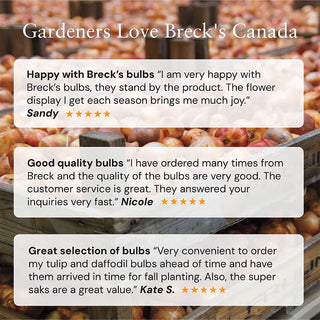 Giant Hyacinth Collection