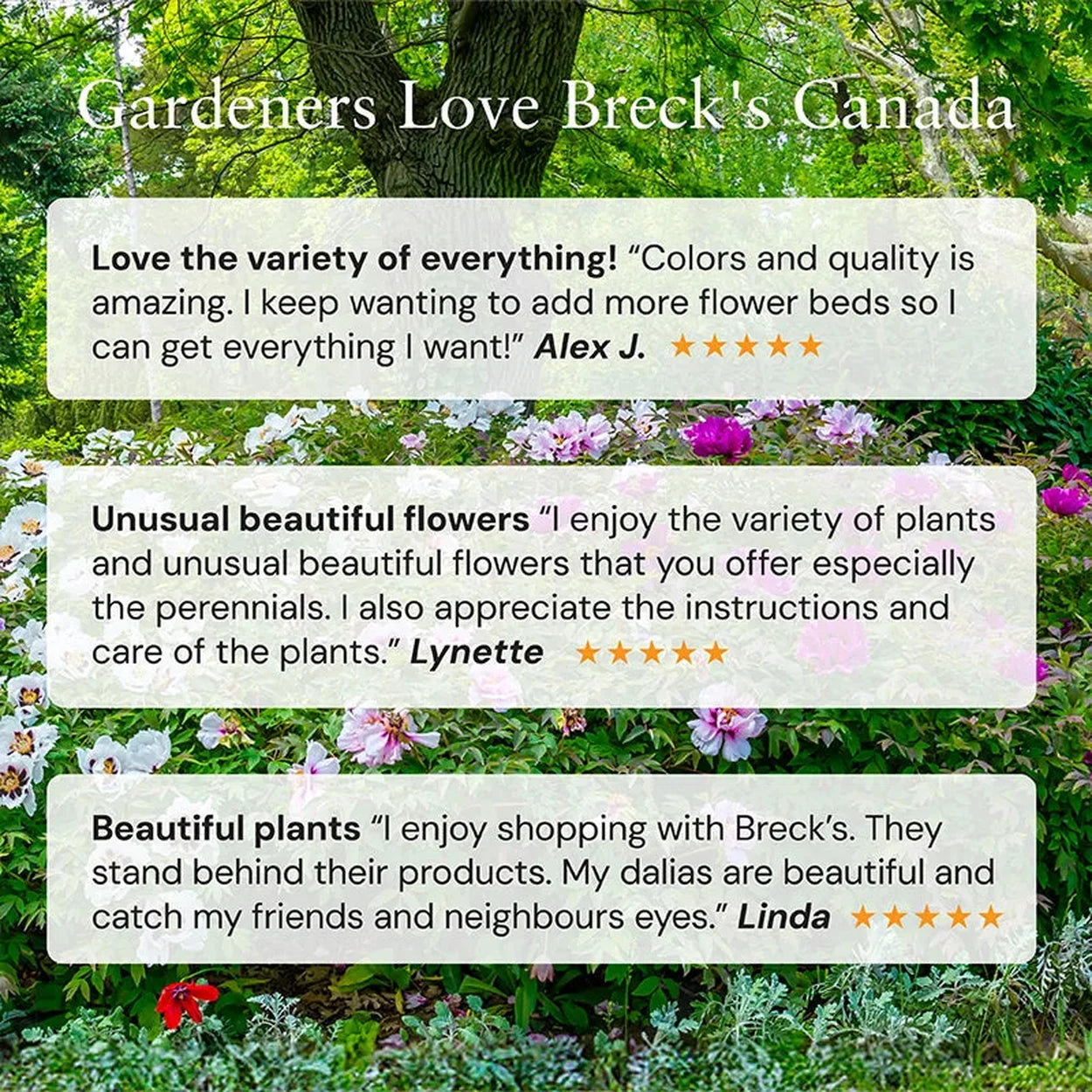 Buy Serenade Japanese Anemone | Breck's Bulbs Canada