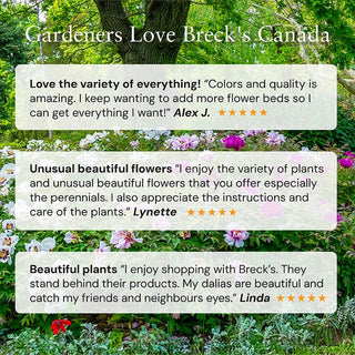 Lest We Forget Reblooming Bearded Iris