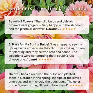 Cascading Splendor Begonia