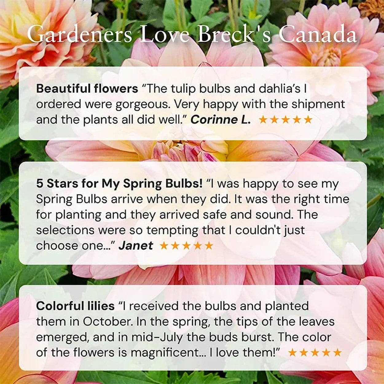 Buy Aladdin's Lamp Dahlias Online | Breck's Bulbs Canada