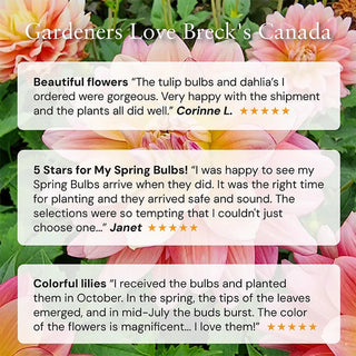 Fleurel® Dinnerplate Dahlia