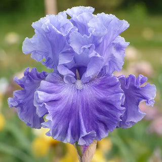 Bearded Iris