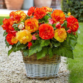 Begonias