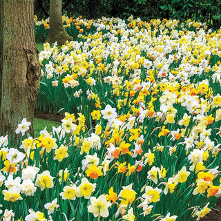Daffodils
