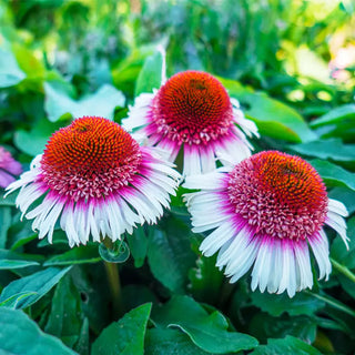 Coneflowers