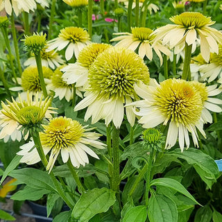 Coneflowers