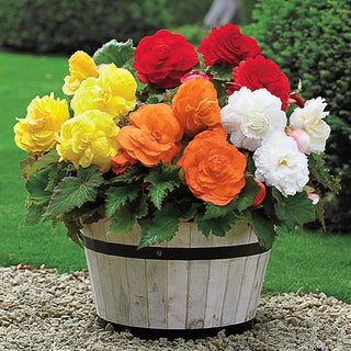 Container Gardening