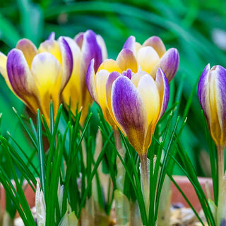 Crocus