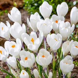 Crocus