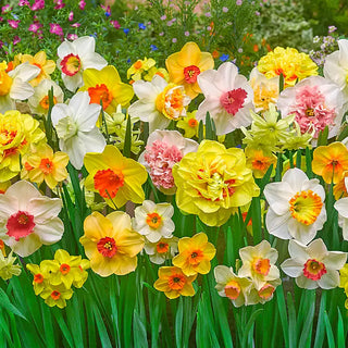 Daffodils