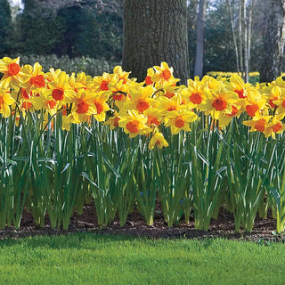 Daffodils