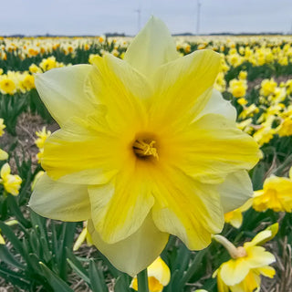 Daffodils
