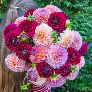 Dahlias