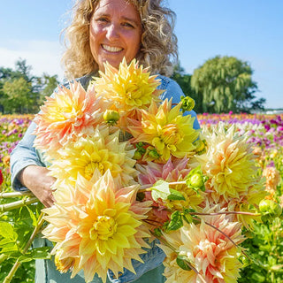 Dahlias