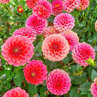 Dahlias