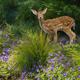 Deer Resistant Flowers
