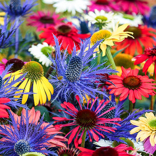 Drought Tolerant