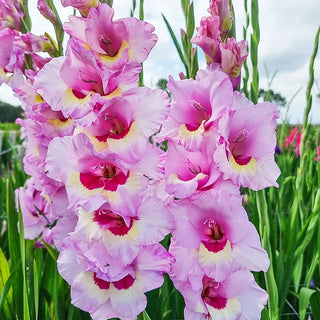 Gladiolus