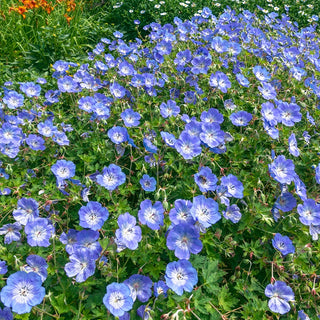 Ground Cover Plants