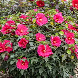 Hibiscus