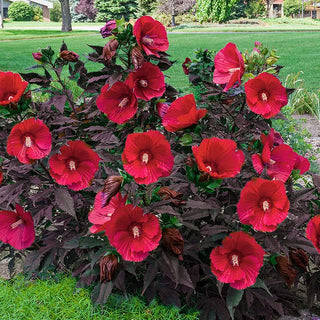 Hibiscus
