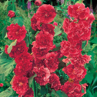 Hollyhocks