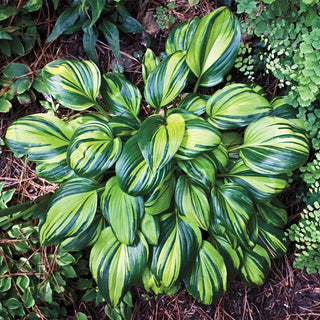 Hostas